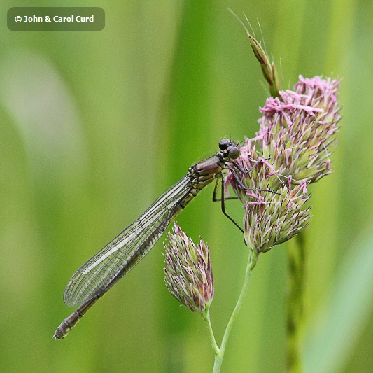 J01_2931 Erythromma najas female.JPG